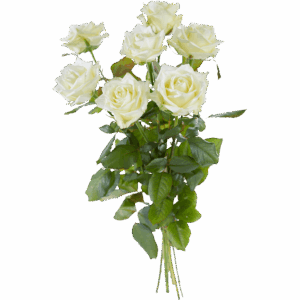 Witte roos
