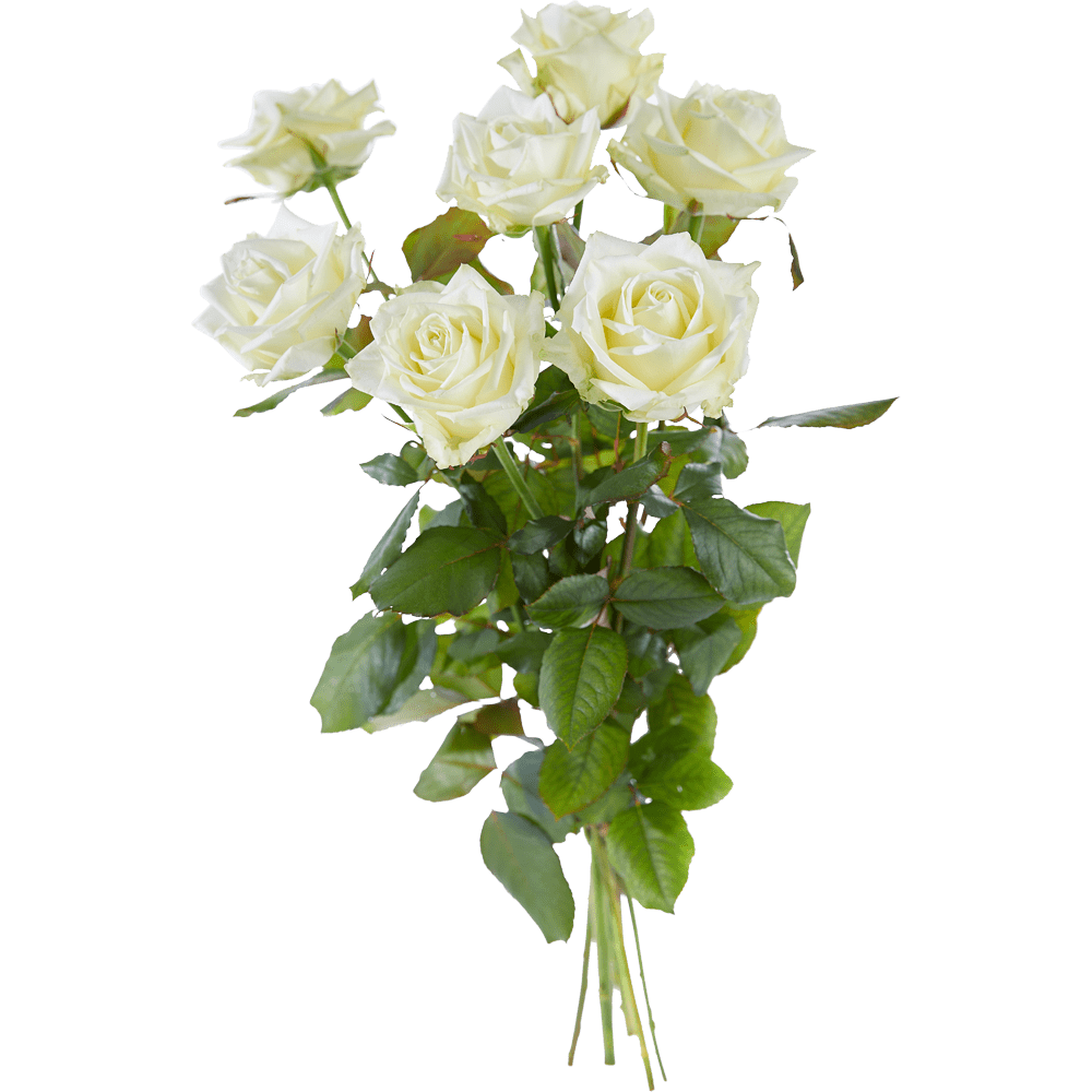 Witte roos