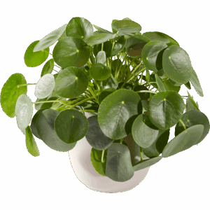 Pannenkoekenplant