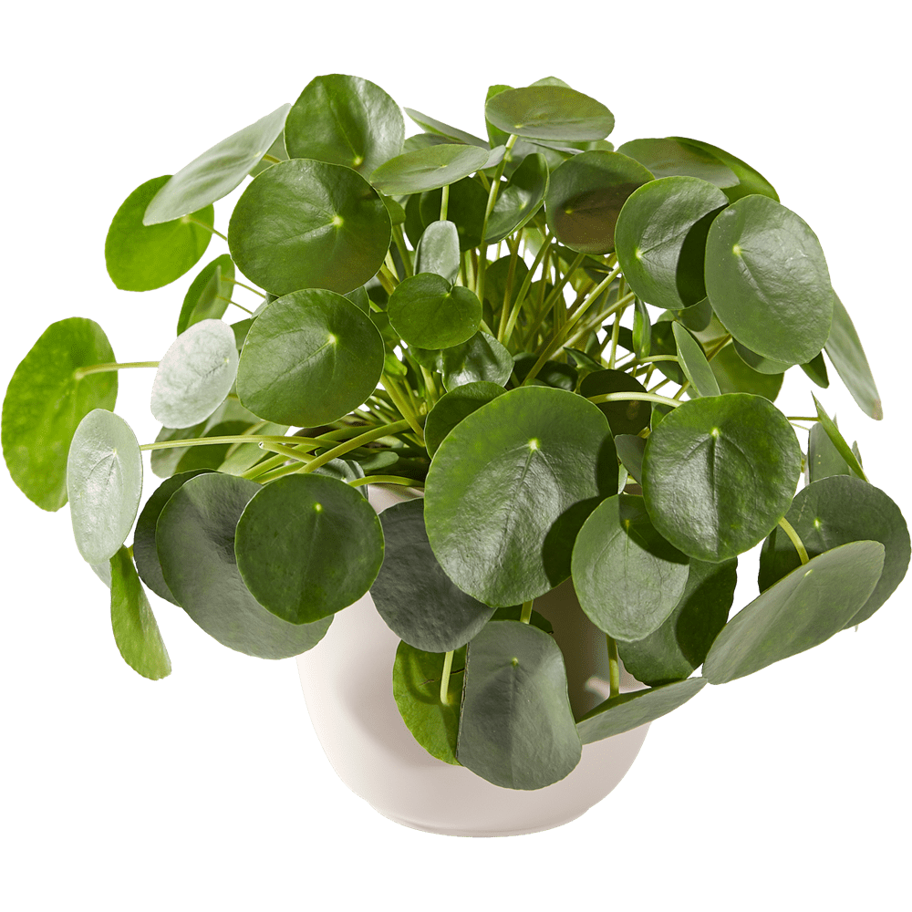 Pannenkoekenplant