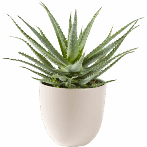Aloë Vera vetplant