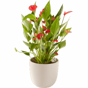 Anthurium