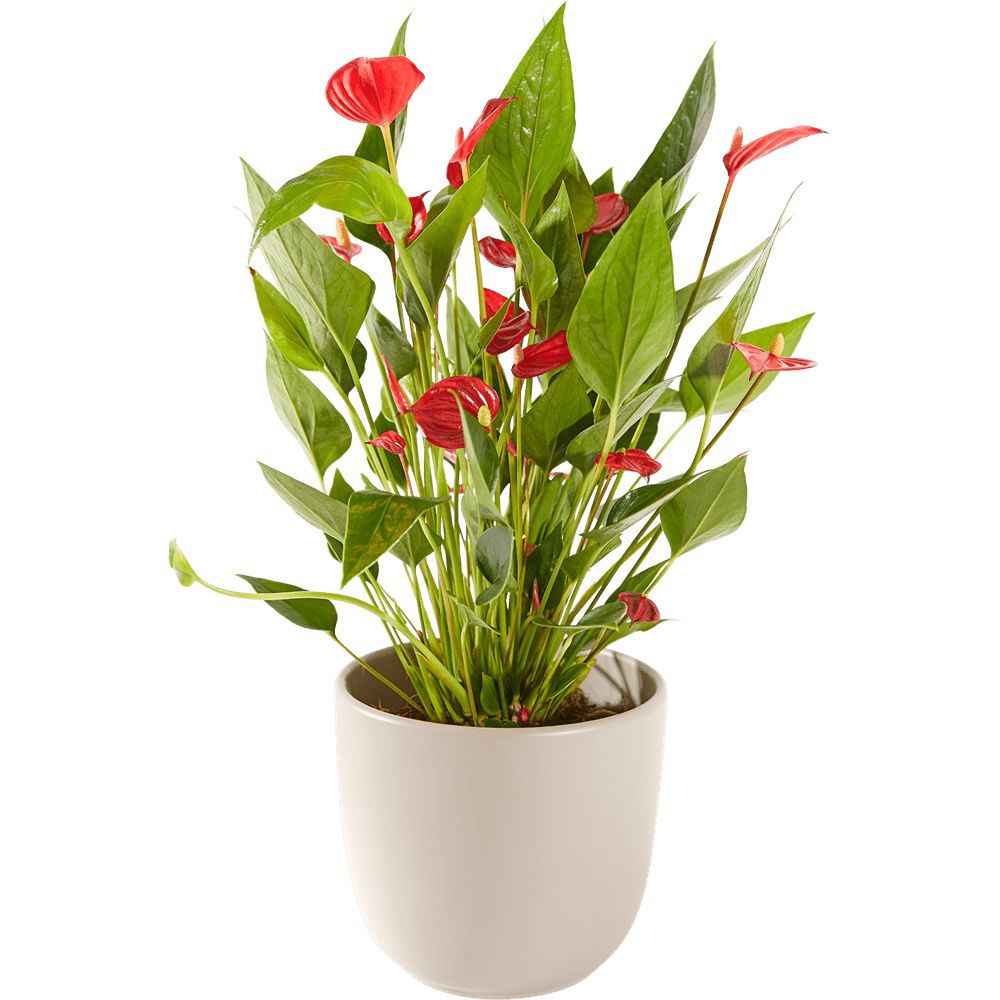 Anthurium