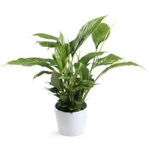 Spathiphyllum