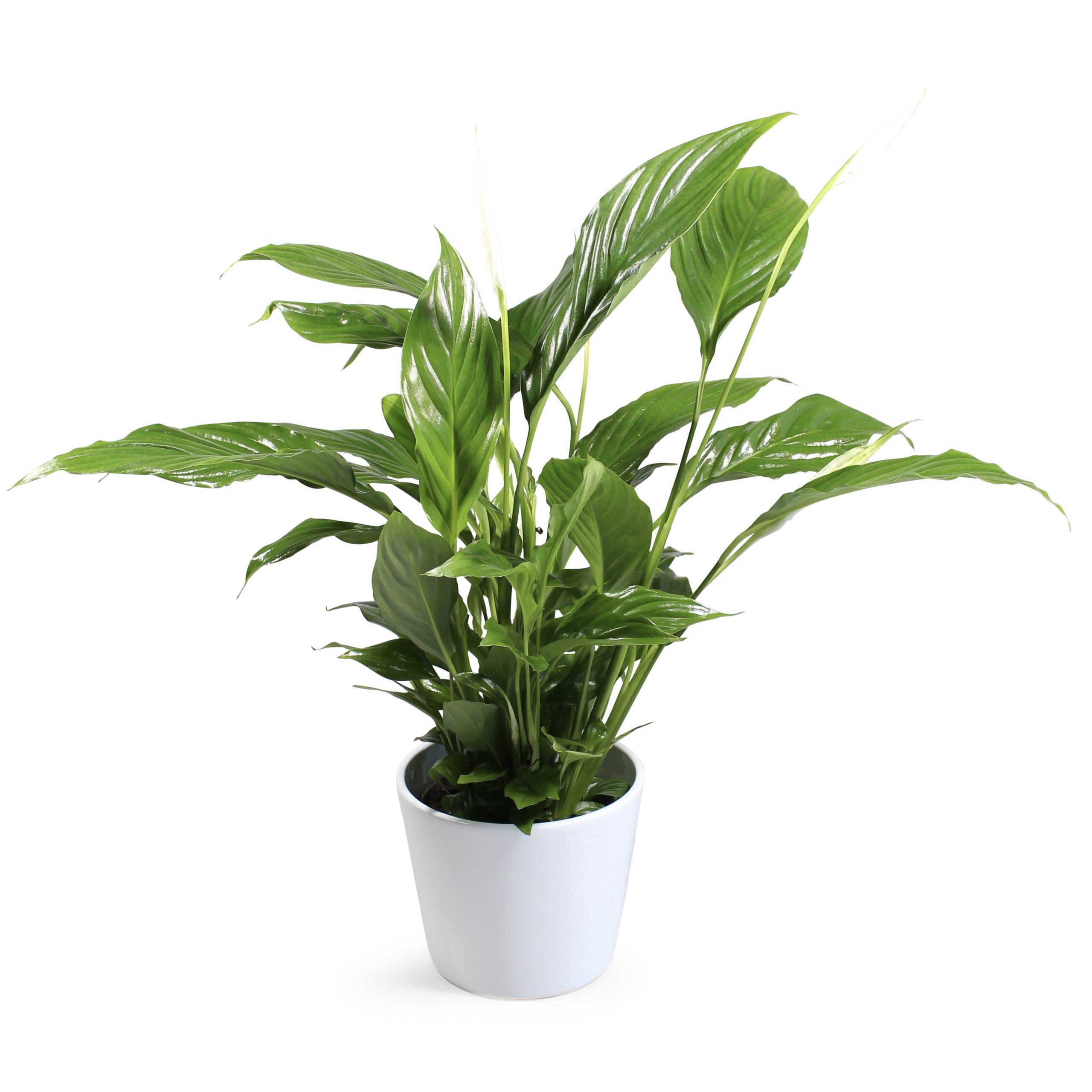 Spathiphyllum