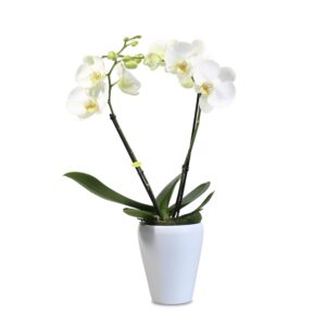 Orchidee