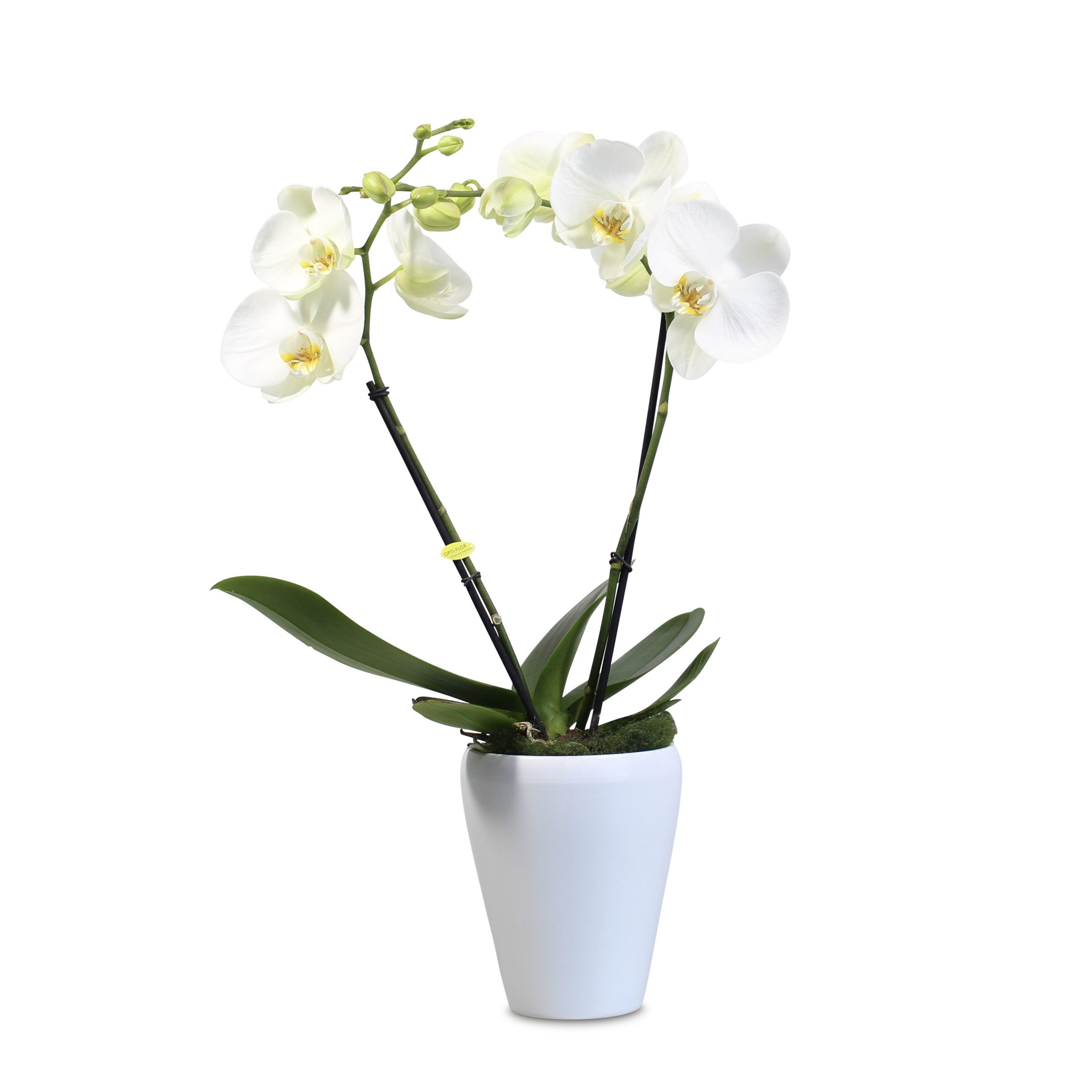 Orchidee