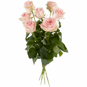 Roze roos