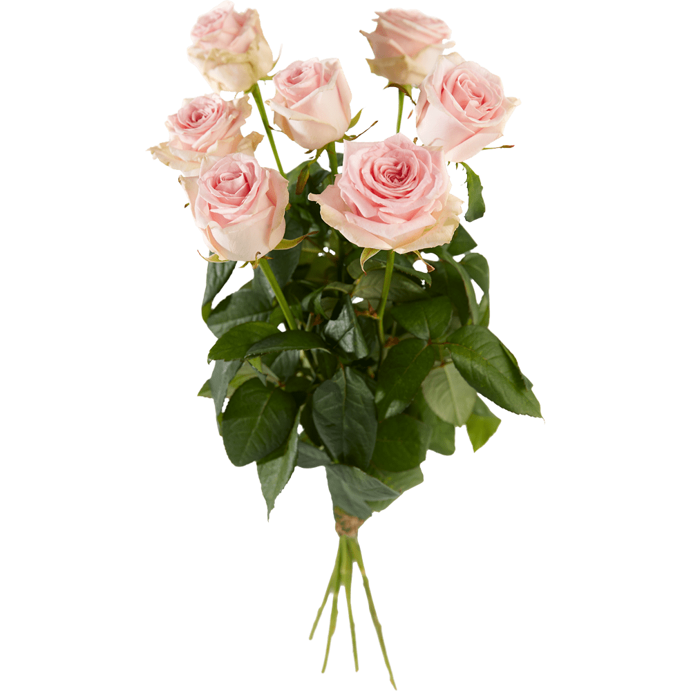 Roze roos