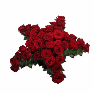 Rozen ster
