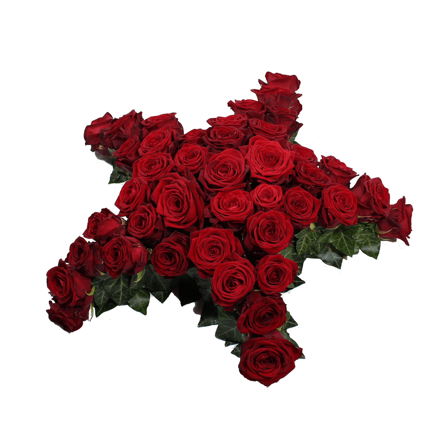Rozen ster